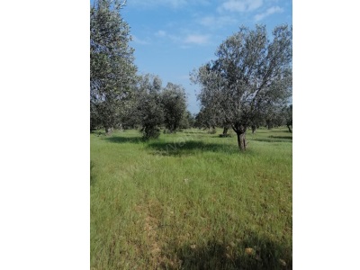 Cunda Adası Mükemmel Deniz Manzaralı Satılık Zeytinlik Ayvalık