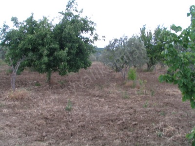 Altınova Yüzme Havuzlu Ev Ve Satılık Zeytinlik Ayvalık