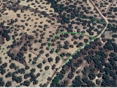 Keremköyde Yola Cepheli Mükemmel Satılık Zeytinlik Gömeç