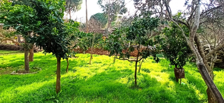 Yeşilköy Söke Satılık Müstakil Ev |  2+1 Oda | 680M2 2.500.000Tl  Krediye Uygun  Resim-4