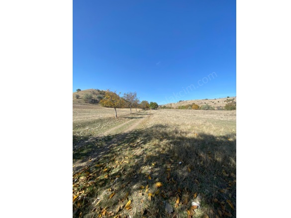 Çaybaşı Köyü  Merzifon Satılık Tarla |  9332M2 950.000Tl Resim-3