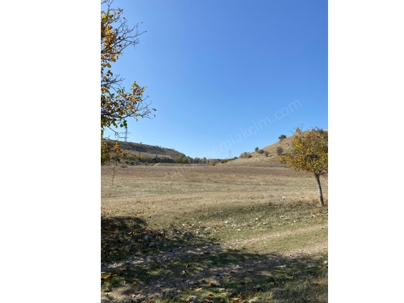 Çaybaşı Köyü  Merzifon Satılık Tarla |  9332M2 950.000Tl Resim-5