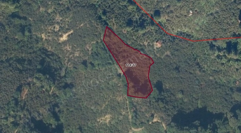 Esmahanım Akçakoca Satılık Fındıklık |  5000M2 1.750.000Tl Resim-2