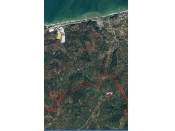 Merkez Akçakoca Satılık Fındıklık |  7024M2 7.000.000Tl Resim-2