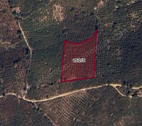 Merkez Akçakoca Satılık Fındıklık |  7024M2 7.000.000Tl Resim-3