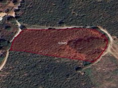 Ortanca Köyü Yakanında Satılık Fındıklık 