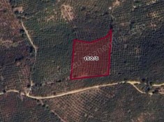 Organize Sanayi Yakını Dadalıda Yatırımlık Arsa Fındıklık