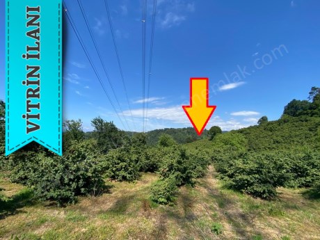 Akkaya Köyü Yanında Satılık Fındıklık