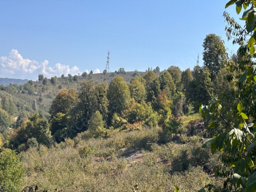Kirazlı ve Balatlı da Toplam 9150 m2 İçinde Ev Olan Fındıklık
