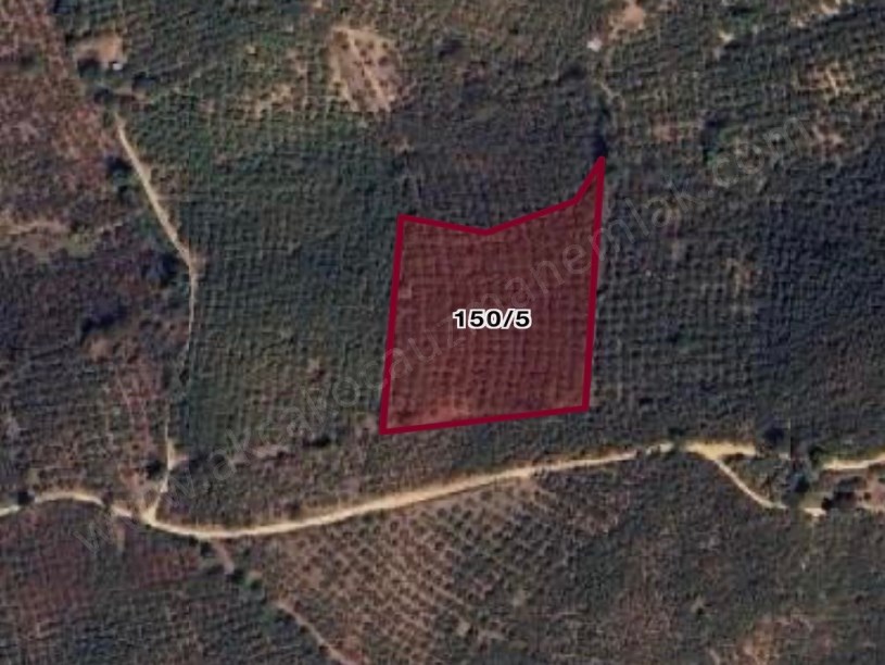 Organize Sanayi Yakını Dadalıda Yatırımlık Arsa Fındıklık