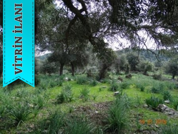 Yazı Datça Satılık Tarla |  15200M2 37.500.000Tl Resim-2