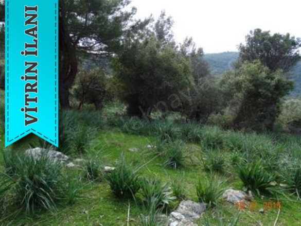 Yazı Datça Satılık Tarla |  15200M2 37.500.000Tl Resim-3