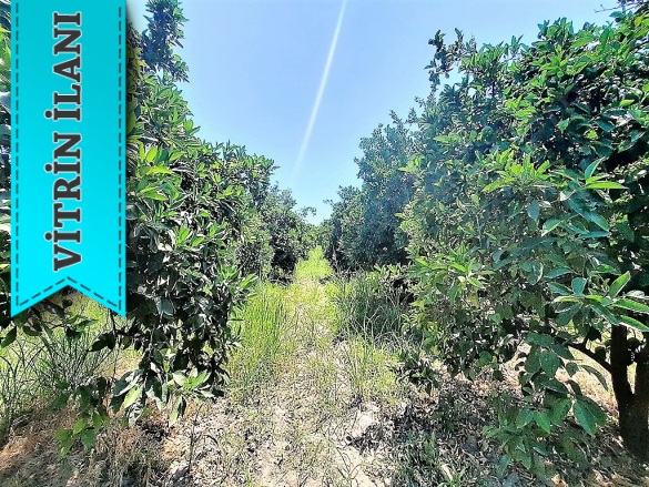 Toparlar Köyceğiz Satılık Arazi |  2650M2 7.000.000Tl Resim-2