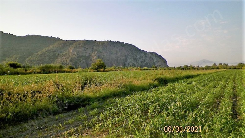 Mergenli Ortaca Satılık Arazi |  10000M2 14.000.000Tl Resim-1