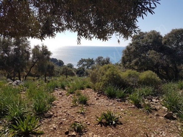 Gökbel Ortaca Satılık Tarla |  1300M2 10.000.000Tl Resim-4