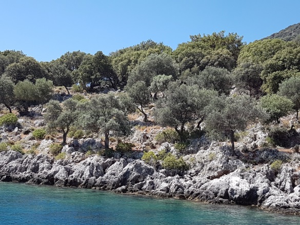 Göcek Fethiye Satılık Tarla |  2600M2 6.500.000$ Resim-1