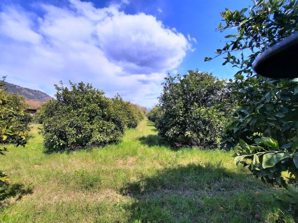 Mergenli Ortaca Satılık Tarla |  5314M2 10.000.000Tl İmarlı  Resim-1