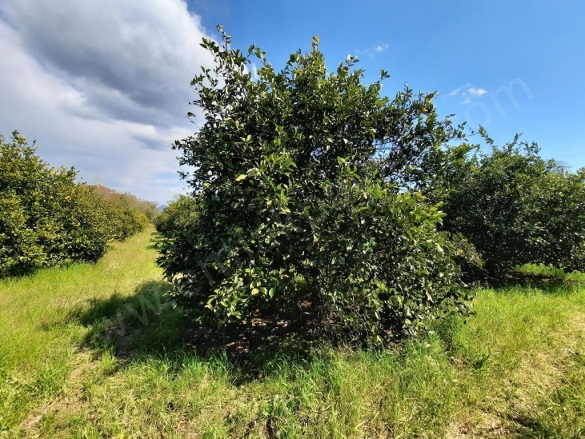 Mergenli Ortaca Satılık Tarla |  5314M2 10.000.000Tl İmarlı  Resim-3