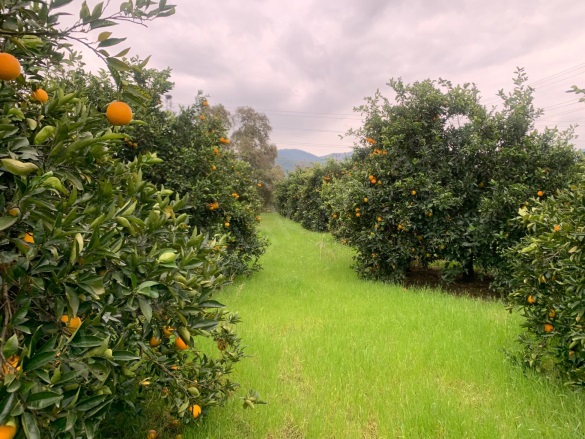 Mergenli Ortaca Satılık Tarla |  5314M2 10.000.000Tl İmarlı  Resim-5