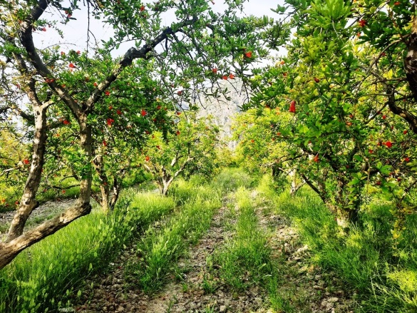 Dalyan Ortaca Satılık Tarla | 58.000.000Tl Resim-4