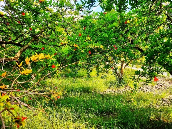 Dalyan Ortaca Satılık Tarla | 58.000.000Tl Resim-5