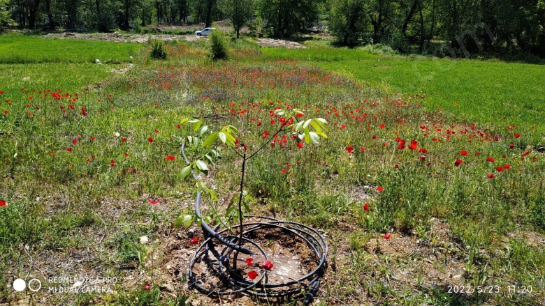 - Çameli Satılık Arazi |  1450M2 1.250.000Tl Resim-2