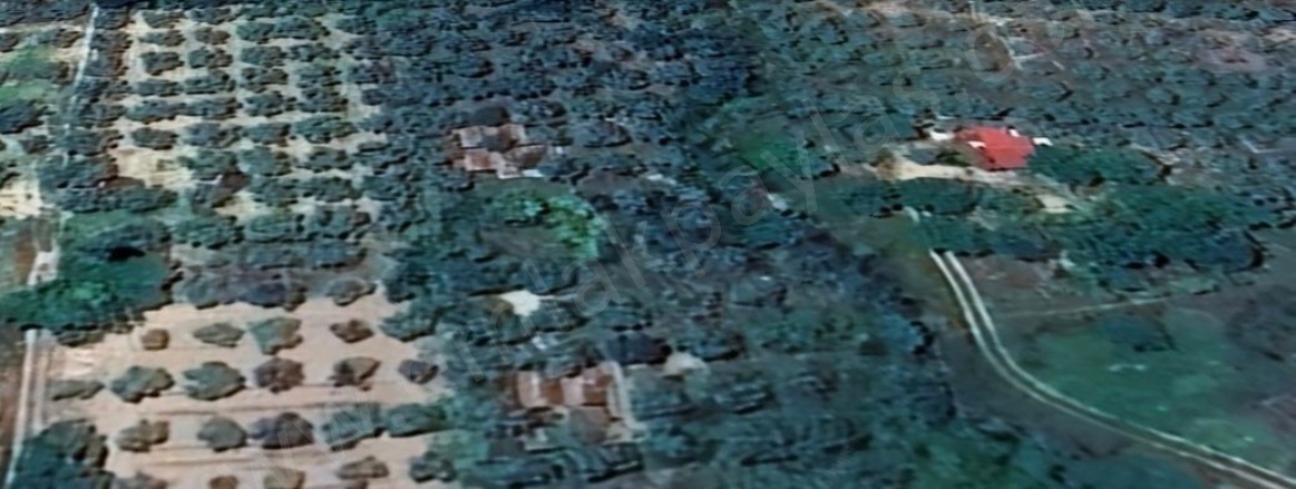 Kafaca Menteşe Satılık Tarla |  6350M2 4.500.000Tl Resim-4