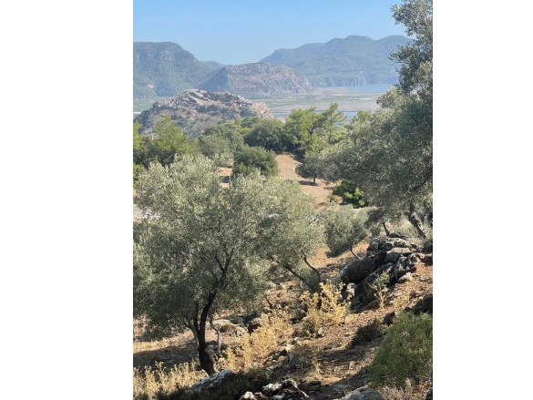 Çandır Köyceğiz Satılık Tarla |  6060M2 2.750.000Tl Resim-3