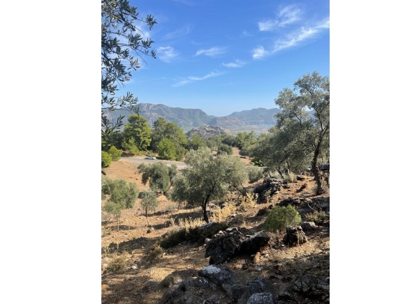 Çandır Köyceğiz Satılık Tarla |  6060M2 2.750.000Tl Resim-4