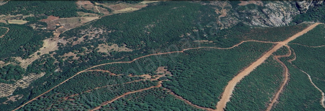 Armutcuk Ula Satılık Tarla |  25000M2 300.000Tl Resim-2