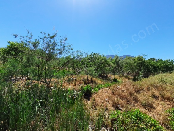 Dalyan Ortaca Satılık Arazi |  6500M2 3.250.000Tl Resim-5