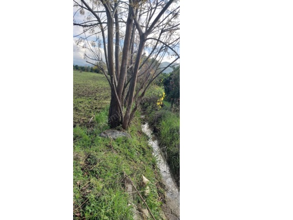 Köyceğiz Köyü Köyceğiz Satılık Tarla |  26381M2 25.000.000Tl Resim-5