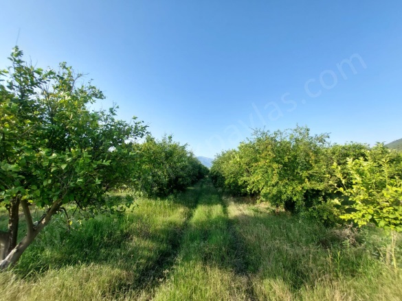 Tepearası Ortaca Satılık Tarla |  23000M2 50.000.000Tl Resim-3