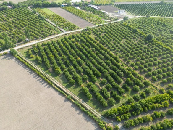 Tepearası Ortaca Satılık Tarla |  23000M2 53.000.000Tl Resim-4