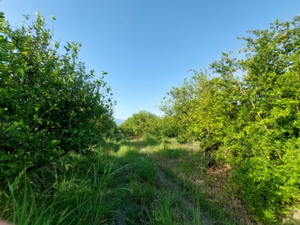 Tepearası Ortaca Satılık Tarla |  23000M2 50.000.000Tl Resim-5