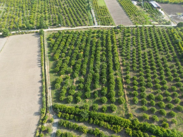 Tepearası Ortaca Satılık Tarla |  23000M2 53.000.000Tl Resim-5