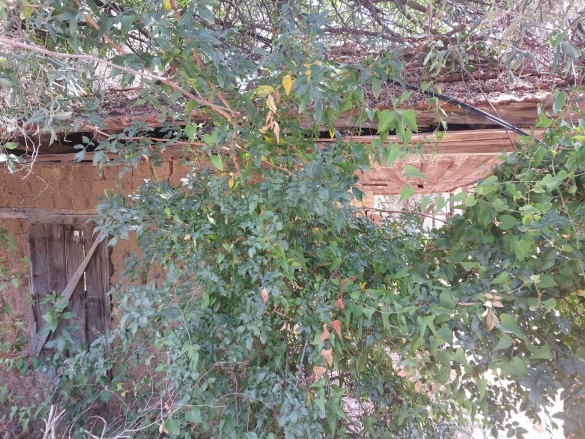 Çandır Köyceğiz Satılık Çiftlik |  2+1 Oda | 6820M2 10.000.000Tl | Müstakil | 1 Banyo | 1 Yatak Odası Resim-4