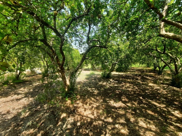 Dalyan Ortaca Satılık Tarla |  10500M2 15.000.000Tl Resim-5