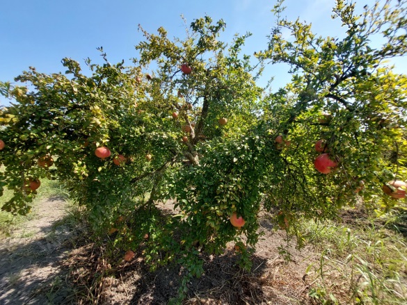 Dalyan Ortaca Satılık Tarla |  29000M2 6.500.000Tl Resim-2