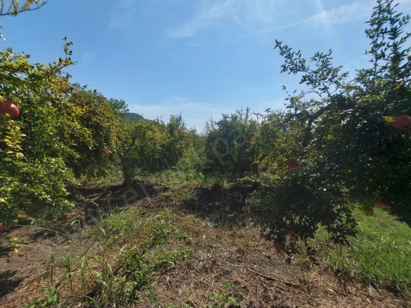 Dalyan Ortaca Satılık Tarla |  29000M2 6.500.000Tl Resim-5