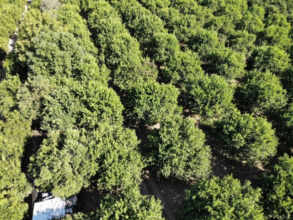 Akıncı Ortaca Satılık Tarla |  8230M2 21.000.000Tl Resim-2