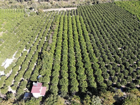 Akıncı Ortaca Satılık Tarla |  8230M2 21.000.000Tl Resim-3