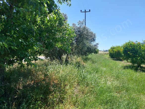 Eskiköy Ortaca Satılık Tarla |  23800M2 22.500.000Tl Resim-2