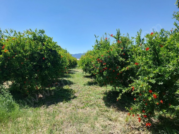 Eskiköy Ortaca Satılık Tarla |  23800M2 22.500.000Tl Resim-3