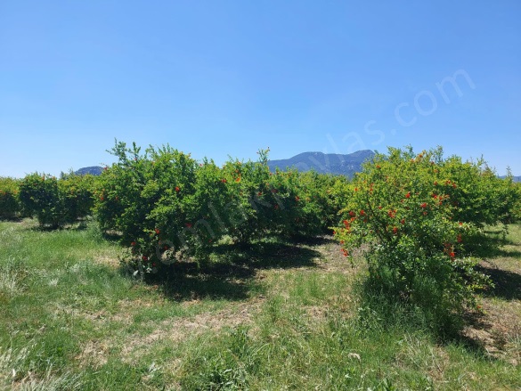 Eskiköy Ortaca Satılık Tarla |  23800M2 22.500.000Tl Resim-4