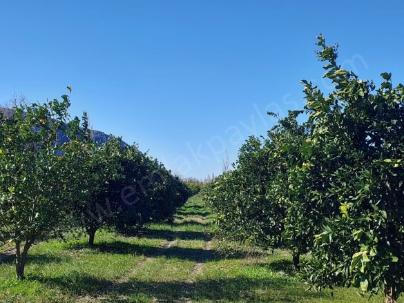 Okçular Ortaca Satılık Arsa |  500M2 6.150.000Tl Resim-2