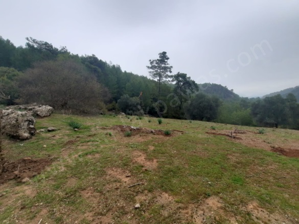 Gökbel Ortaca Satılık Arazi |  24000M2 25.000.000Tl Resim-4