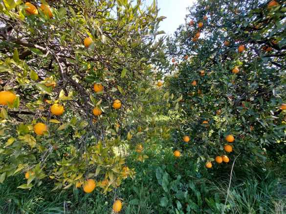 Ortaca Okçularda Satılık Arsa 1 520 M2 Yatırıma Uygun