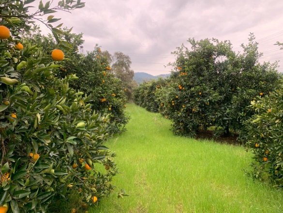 Ekşiliyurt Ortaca Satılık Arsa |  1084M2 10.000.000Tl İmarlı  Resim-3