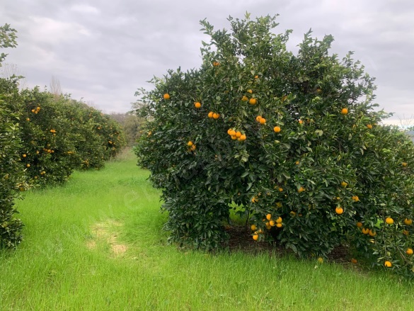 Ekşiliyurt Ortaca Satılık Arsa |  1084M2 11.000.000Tl İmarlı  Resim-4